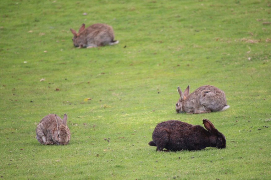 Brown and black rabbits sit in grass on the side of a highway