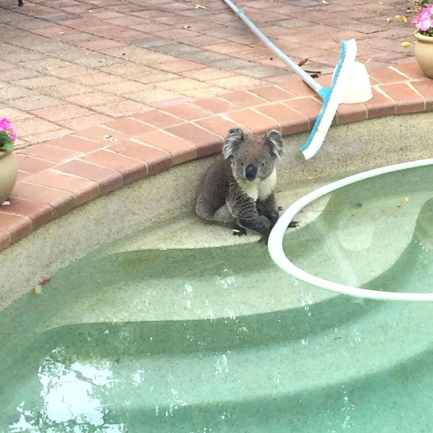 Koala finds respite in backyard pool