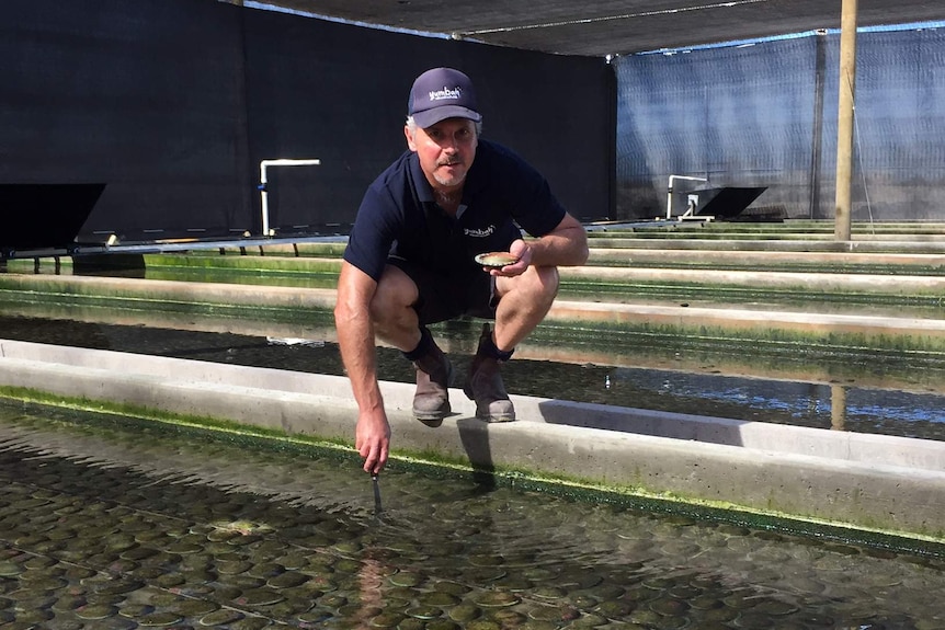 A man wearing a cap, shorts and boots kneels over a commercial abalone tank.