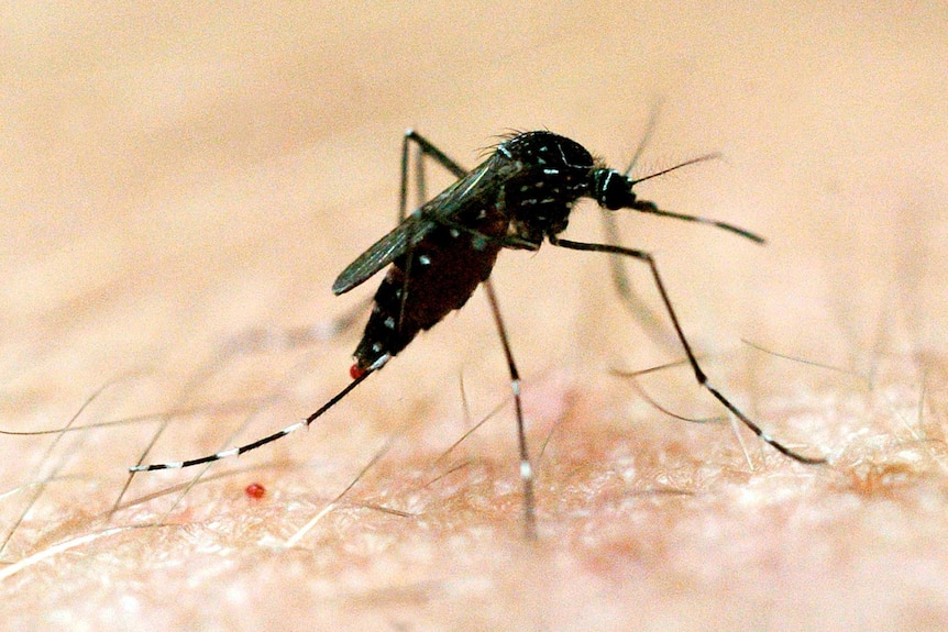 Mosquito leaves a drop of blood on an arm