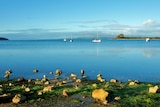 American River in Kangaroo Island