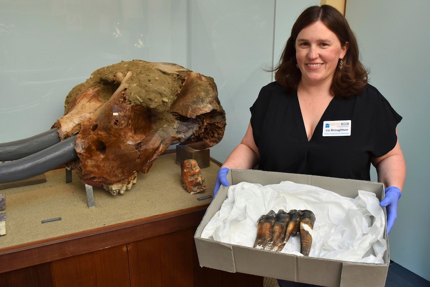 Liz Broughton wars gloves as she holds a cardboard box with a mastodon tooth inside next to a prehistoric skull