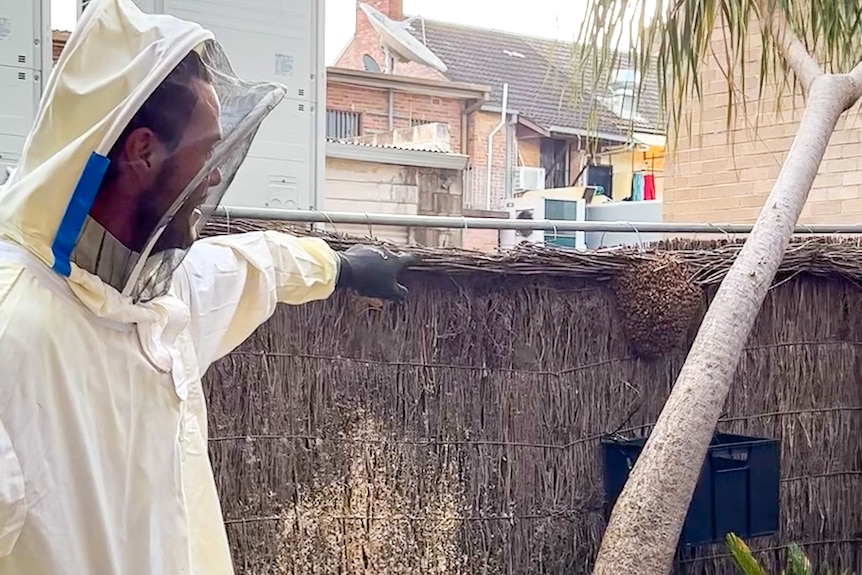 A man in a beekeeping suit points at a bee swarm on a fence.