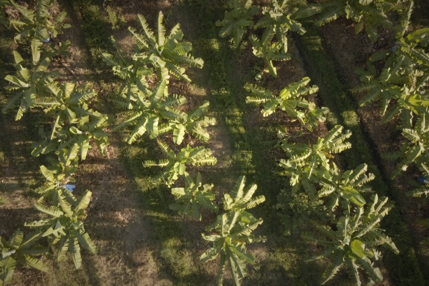 Aerial view of banana farm