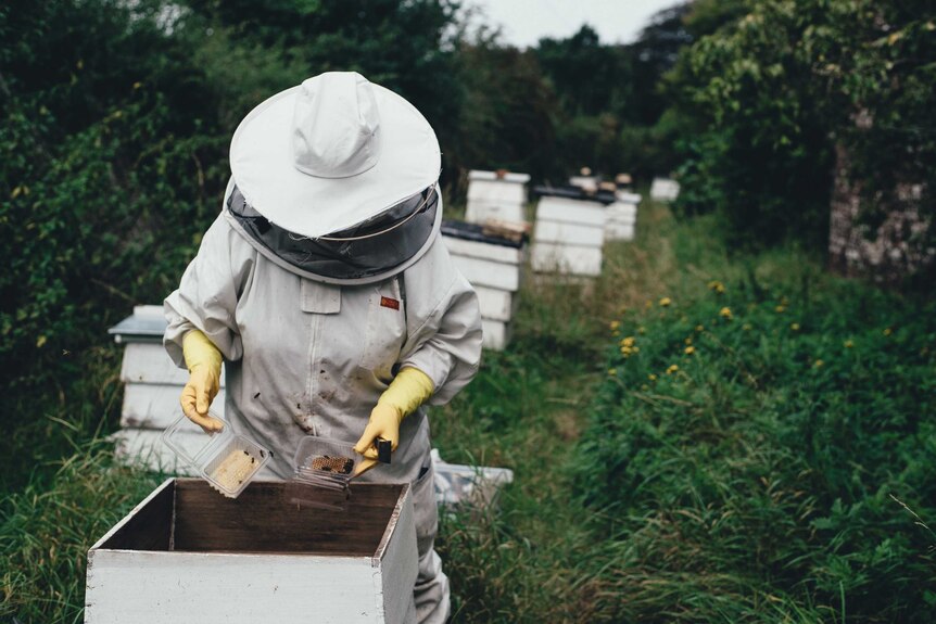 Person wearing bee protective gear in a garden while looking through a hive.