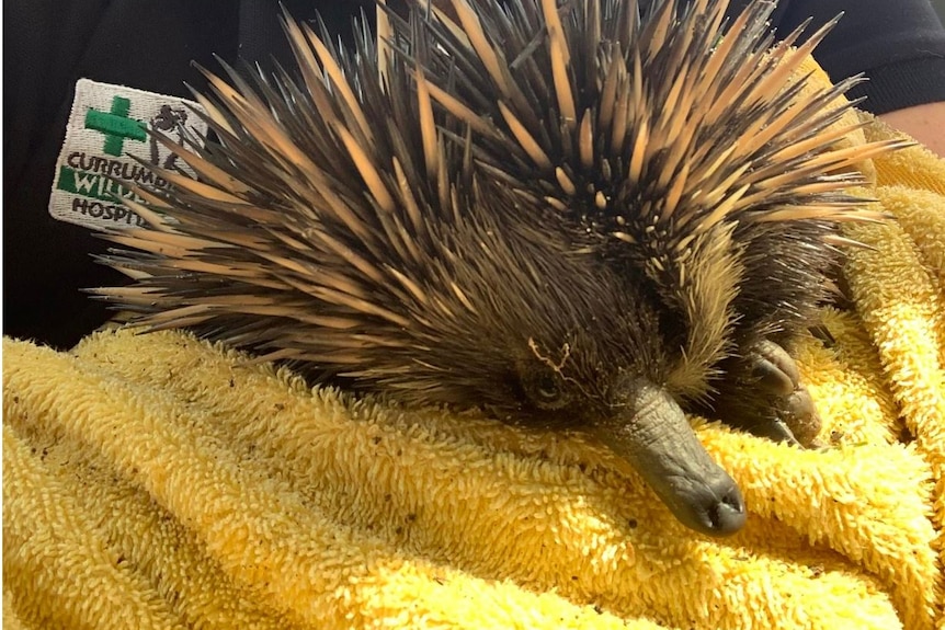 A spiny echidna wrapped in a yellow blanked held by a Currumbin Wildlife carer
