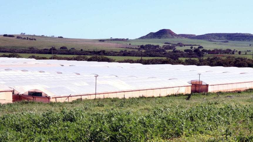 Geraldton cucumber tunnels