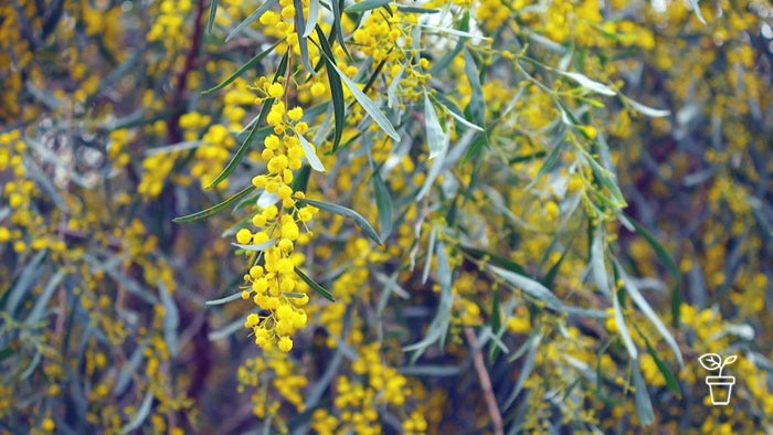 Australian Acacia tree covered in yellow spherical blooms
