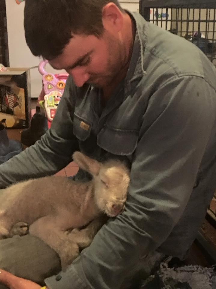 A farmer cuddles a lamb