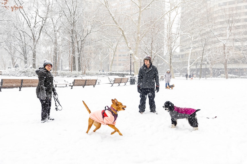 Two dogs play in a snowy park as their owners watch on and more snow falls