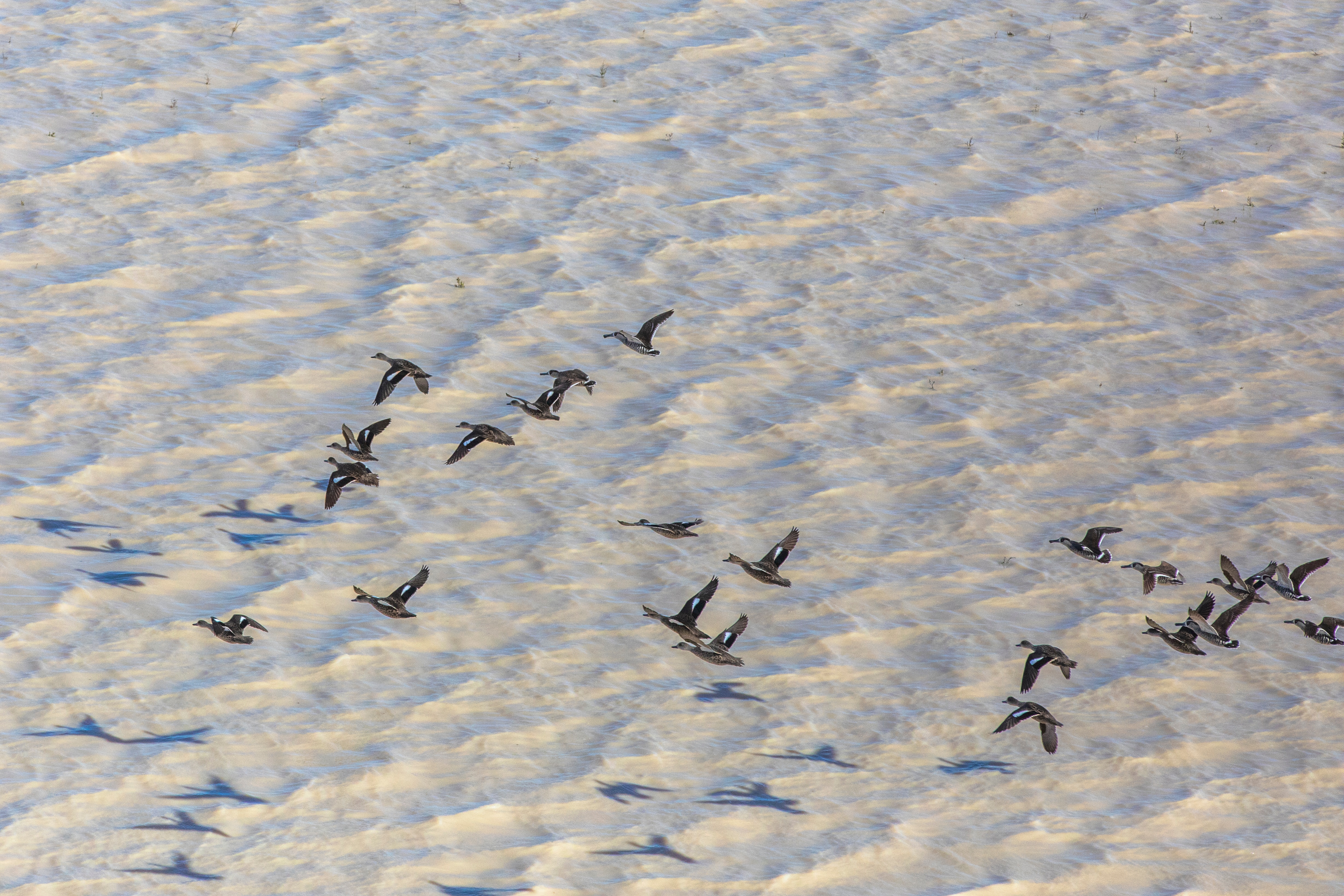 unos 20 patos vuelan sobre el agua 