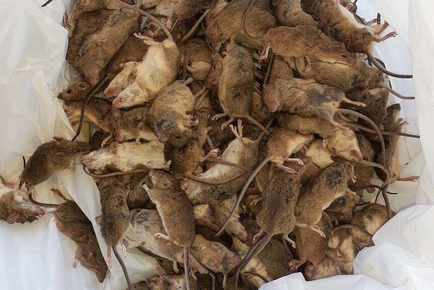 绝望的农民呼吁紧急实施老鼠毒杀项目。