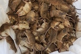 Pile of small, brown mice in white plastic