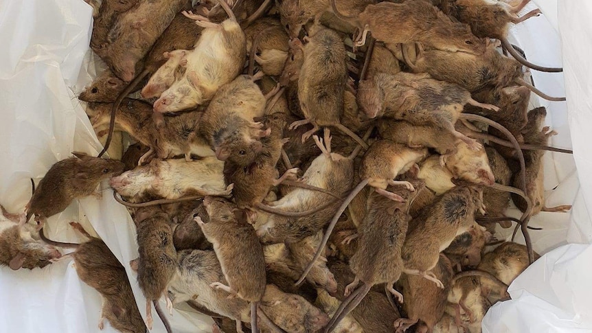 Pile of small, brown mice in white plastic