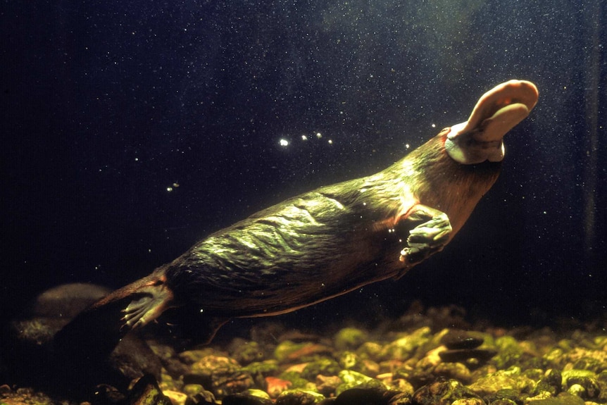 A platypus swimming underwater.
