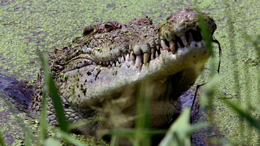 Crocodile in a lake