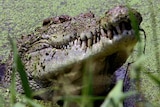 Crocodile in a lake in the NT