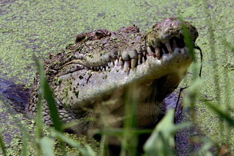 Crocodile in a lake