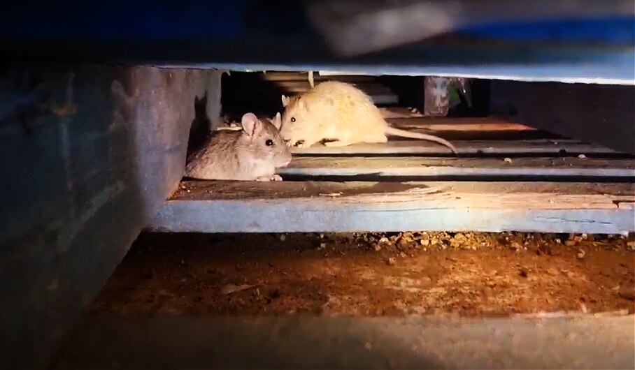 Rats inside a pallet 