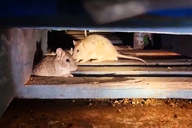 Rats inside a pallet 
