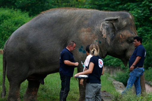 An elephant, with four vets standing nearby