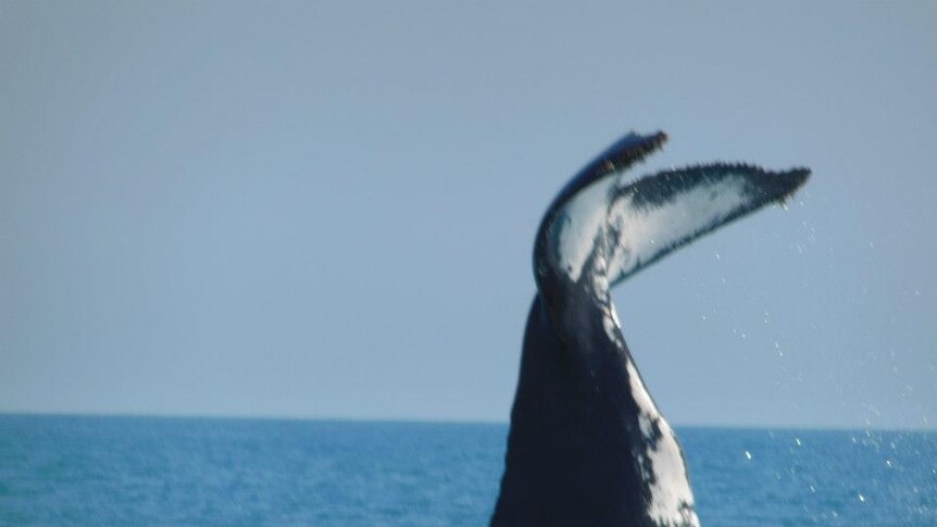A large black and while tail of a whale disappears into the ocean
