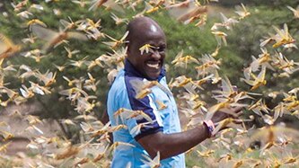 A man is barely visible behind a curtain of locusts