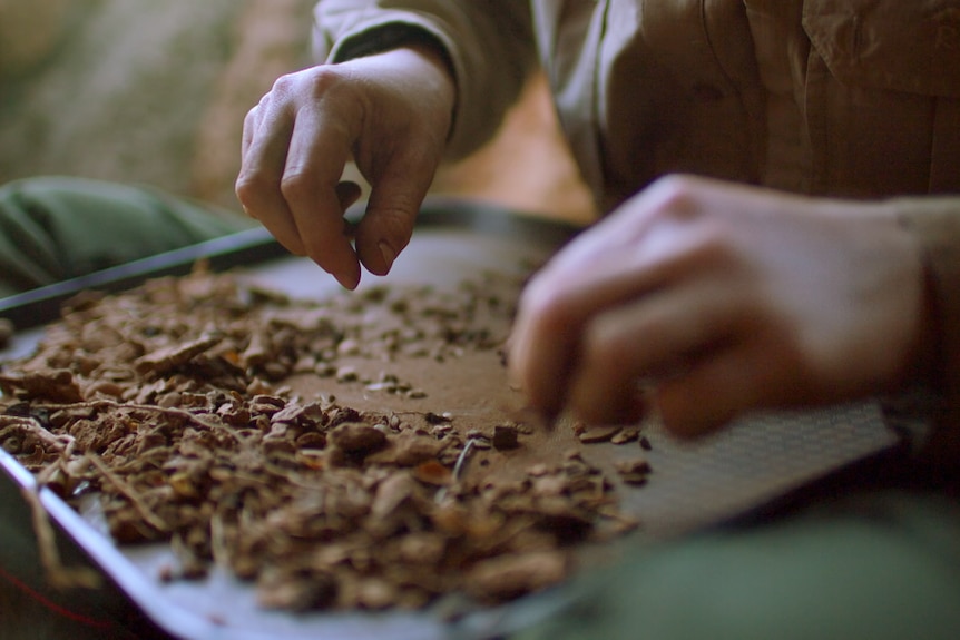 Mid shot of hands sorting through excavation dig findings on metal tray.