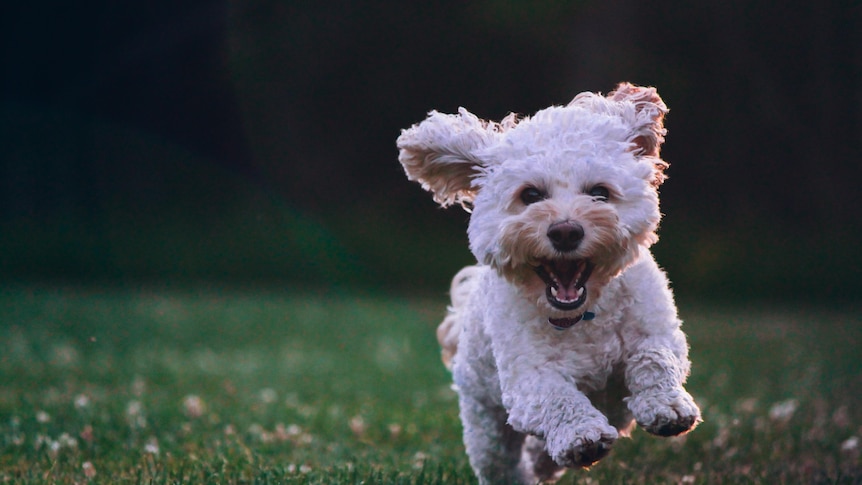 A small fluffy dog running towards camera