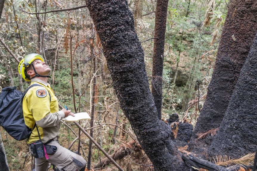 A national parks worker looks up at burnt tree trunk