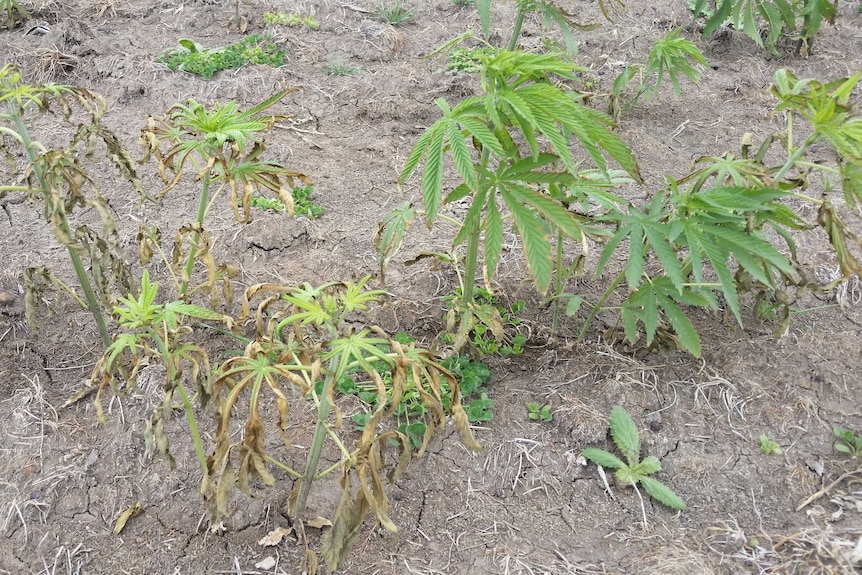 Specimens from an industrial hemp trial at Kybybolite in South Australia.