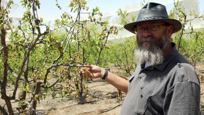 Jujube farmer Greg Tee stands next to his dying jujube trees.