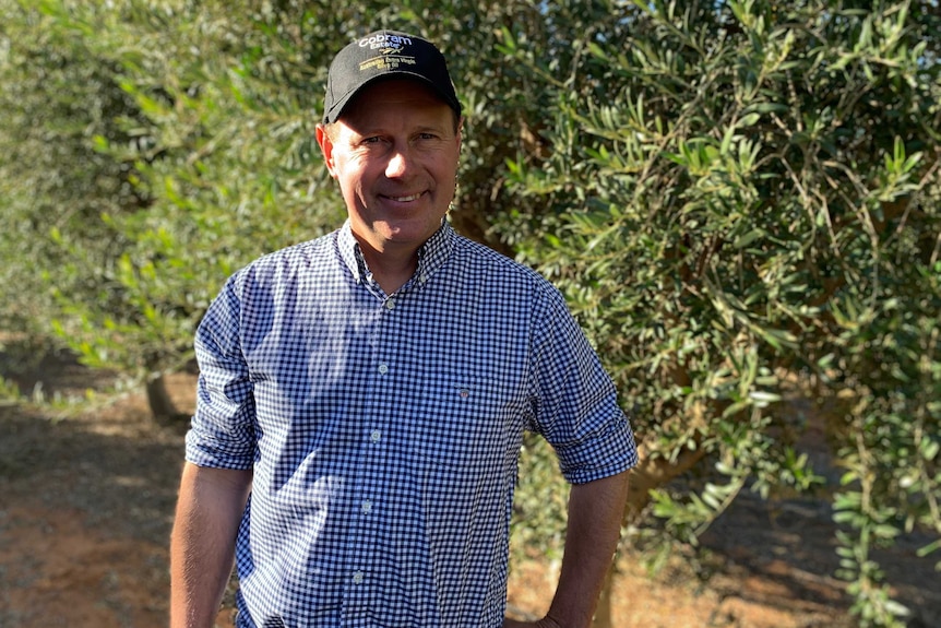 Man stands in olive grove.