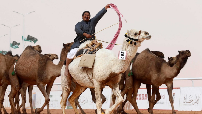 Botox use sees Saudi 'camel beauty contest' disqualifications (Photo: Reuters)
