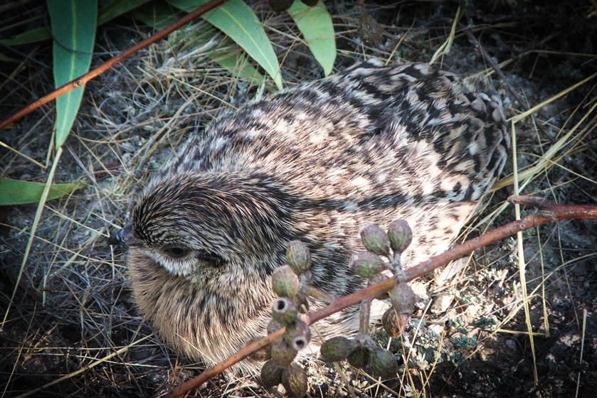 Rare malleefowl chick