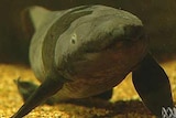 A mature lungfish in the Mary River in Queensland