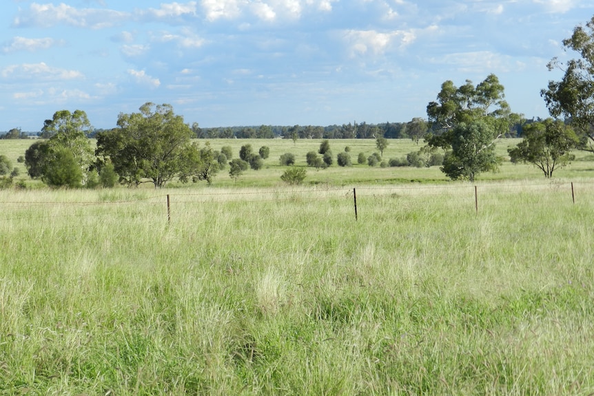 Fencing protecting an increasing number of trees in a paddock.