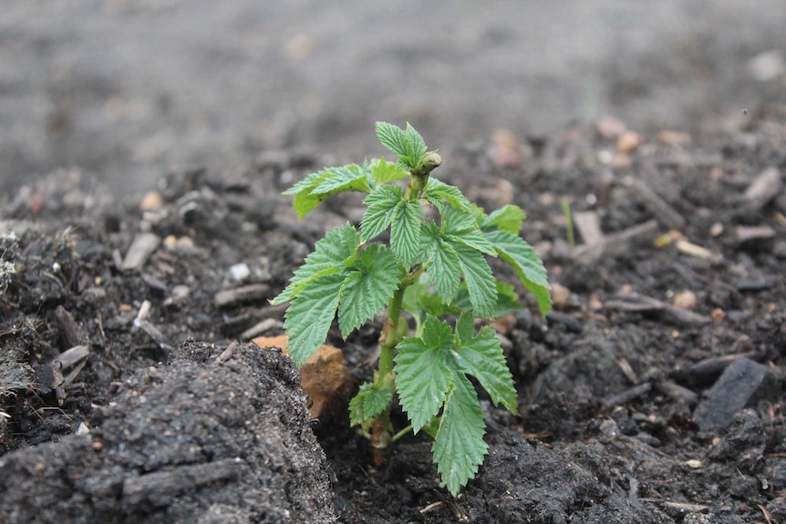 A small green plant growing out of some dark soil.