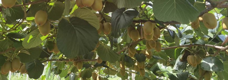 Kiwifruit hanging from vines. 