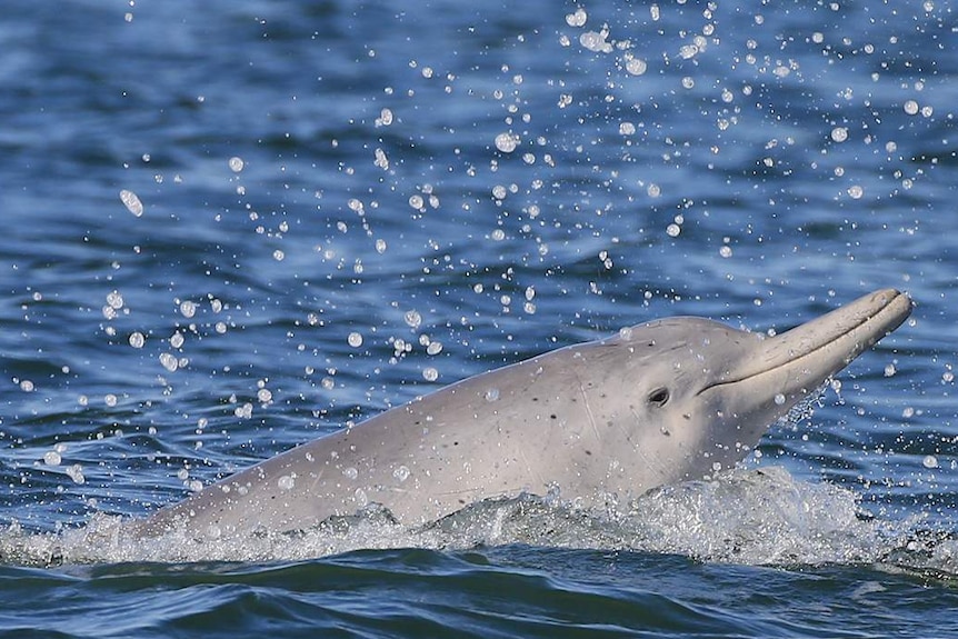 An Australian humpback dolphin splashes around in waters of Moreton Bay off Brisbane in June 2017
