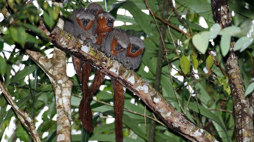 A group of fire-tailed titi-monkeys perch in a tree.