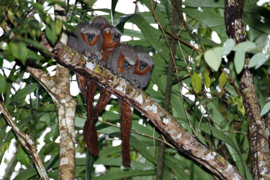 A group of fire-tailed titi-monkeys perch in a tree.