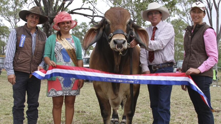 A bull in the centre of the frame with two people standing either side, a champion ribbon between them.