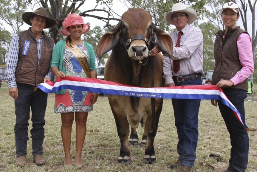 A bull in the centre of the frame with two people standing either side, a champion ribbon between them.