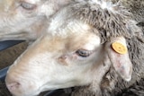 Sheep tags