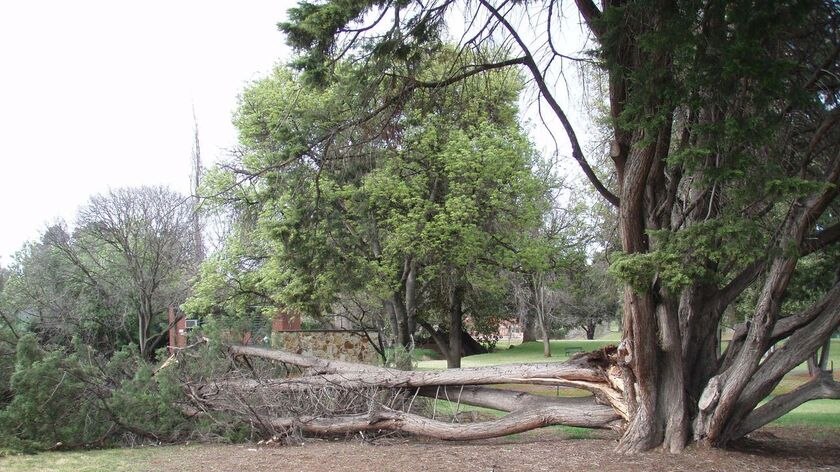 Branches down, power cuts as storms hit SA