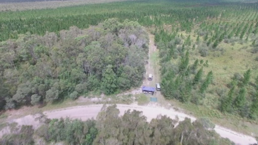 Aerial footage shows extent of tree disease