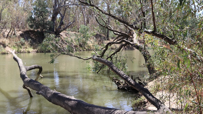 The banks of a river