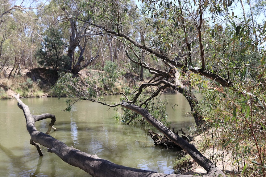 The bank of the Goulburn River in Shepparton