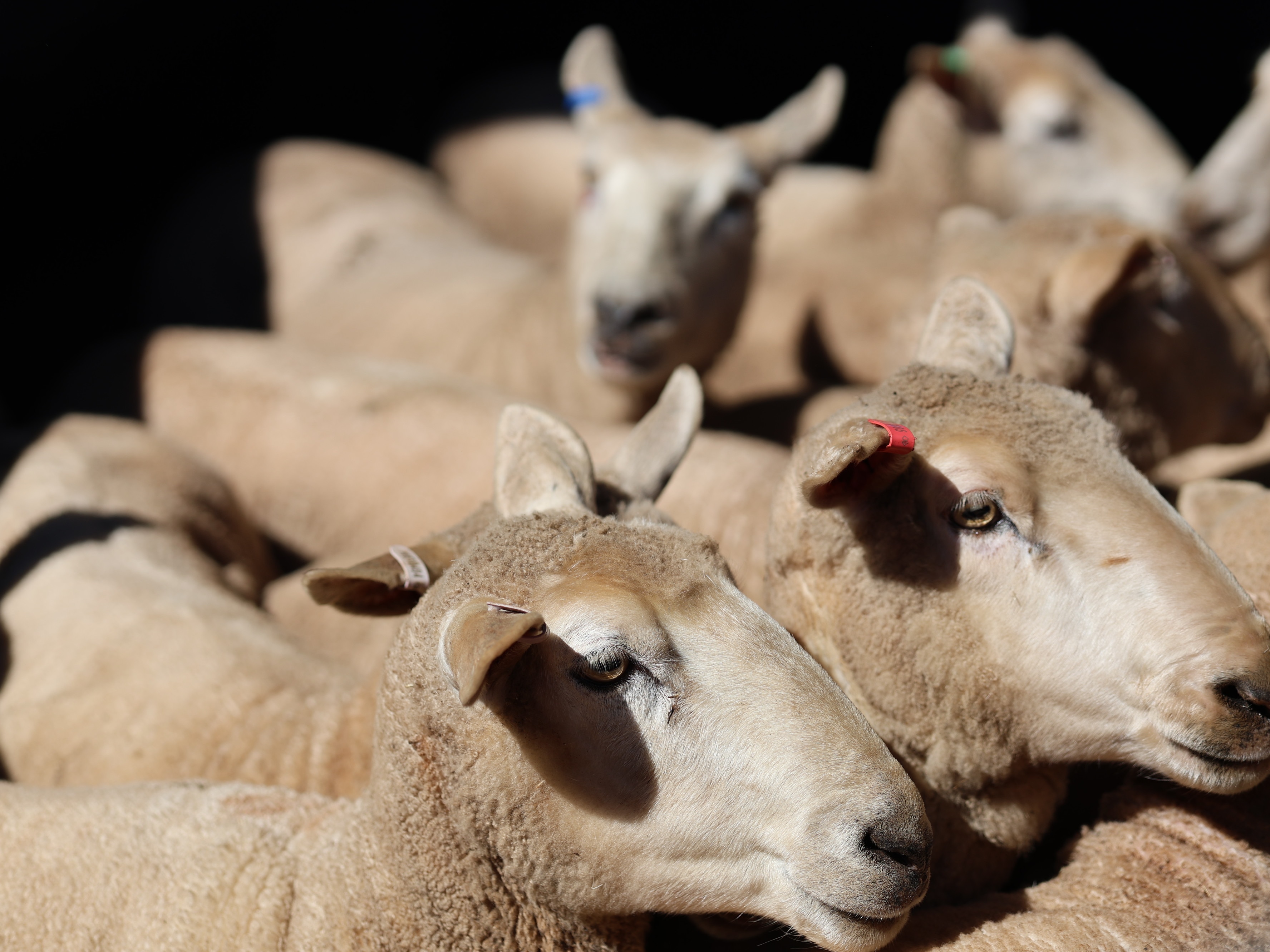 Un pequeño rebaño de ovejas reunidas en un establo